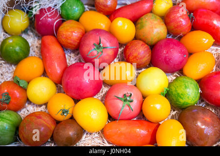 Bunte Vielfalt von handwerklichen Tomaten, Salat Gemüse, auf dem Display für Verkauf im Lebensmittelmarkt auf Ile de Ré, Frankreich Stockfoto