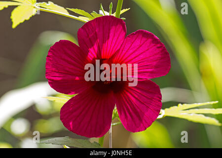 Roselle (Hibiscus Subdariffa) Pflanze in Blüte Stockfoto