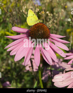 Gemeinsamen Schwefel Schmetterling, Colias Philodice auf Sonnenhut Stockfoto