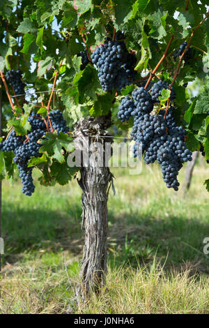 Die Trauben reifen Merlot-Trauben auf alten Reben im Weinberg in St. Emilion Region von Bordeaux, Frankreich Stockfoto