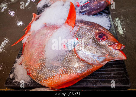 Moonfish bei Fischauktion, Lampris Guttatus, Hawaii, USA Stockfoto