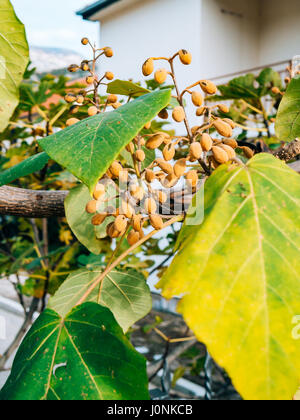 Trockenblumen Catalpa an einem Baum im Herbst. Pflanzen von Montenegro. Stockfoto