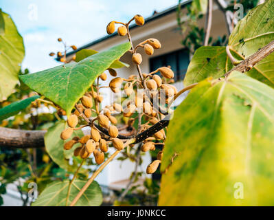 Trockenblumen Catalpa an einem Baum im Herbst. Pflanzen von Montenegro. Stockfoto