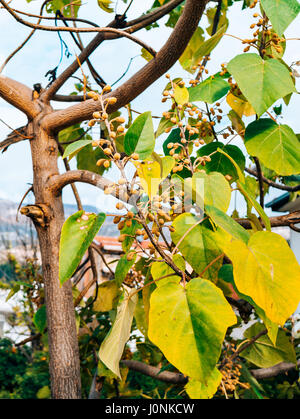 Trockenblumen Catalpa an einem Baum im Herbst. Pflanzen von Montenegro. Stockfoto