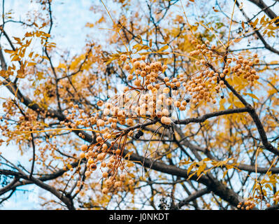 Gelbe Frucht einer Anlage Melia Azedarach auf einem Baum. Pflanzen von Montenegro. Stockfoto