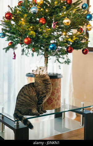 Die Katze unter dem Weihnachtsbaum. Kleiner Baum in einem Topf in der Wohnung ist auf dem Couchtisch aus Glas. Stockfoto