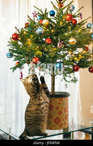 Die Katze unter dem Weihnachtsbaum. Kleiner Baum in einem Topf in der Wohnung ist auf dem Couchtisch aus Glas. Stockfoto