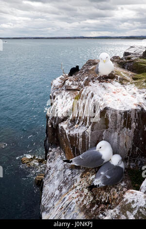 Kittiwake Möwen brüten auf den Farne Islands vor der Küste von Northumberland. Stockfoto