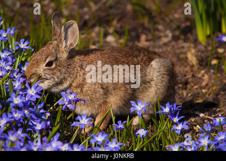 Eine süße Foto eines Kaninchens nehmen einen Snack von Blumen in den Gärten des Prescott Park. Stockfoto