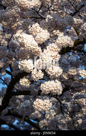 Ein Detail der Kirschbaum in voller Blüte. Stockfoto