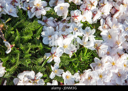 Draufsicht der Gefallenen Kirschblüten Blumen. Stockfoto