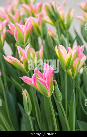 Side view of special cultivated Tulip flowers. Stockfoto