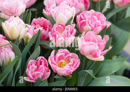 Ein Blumenstrauß rosa classic Tulip. Stockfoto