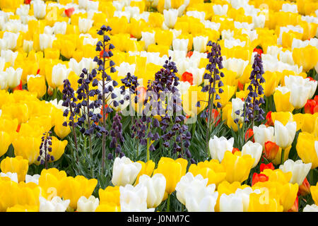 Persische Lilly - Fritillaria Persica - inmitten von Tulpen - Tulipa. Stockfoto