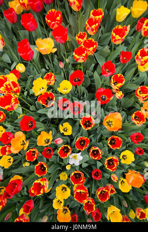 Draufsicht eines Feldes von gelb, rot und orange Tulpe Blumen. Stockfoto