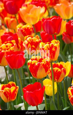 Nahaufnahme eines Feldes von gemischten orange, gelbe und rote Tulpen - Tulipa - mit einem verschwommenen bunten Hintergrund, während das Tulpenfest in im April Amster Stockfoto