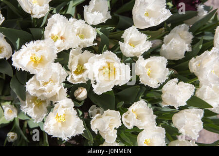 Top view of white Tulip flowers. Stockfoto