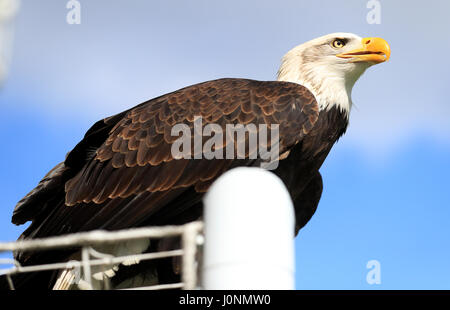 Das Crystal Palace Adler Maskottchen Kayla während der Premier League match bei Selhurst Park, London. PRESSEVERBAND Foto. Bild Datum: Samstag, 15. April 2017. PA-Geschichte-Fußball-Palast zu sehen. Bildnachweis sollte lauten: Adam Davy/PA Wire. Einschränkungen: EDITORIAL verwenden nur keine unbefugten Audio, Video, Daten, Spielpläne, Verbandsliga/Logos oder "live"-Dienste. Im Spiel Onlinenutzung beschränkt auf 75 Bilder, keine video Emulation. Keine Verwendung in Wetten, Spiele oder Vereinsspieler/Liga/Einzelpublikationen. Stockfoto