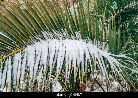 Verschneite Palme. Palm mit Schnee bedeckt. Winter auf der Küste von Montenegro in Budva. Stockfoto