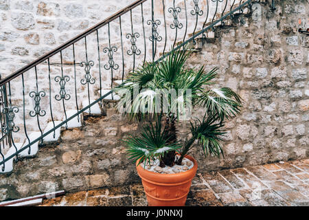 Verschneite Palme. Palm mit Schnee bedeckt. Winter auf der Küste von Montenegro in Budva. Stockfoto