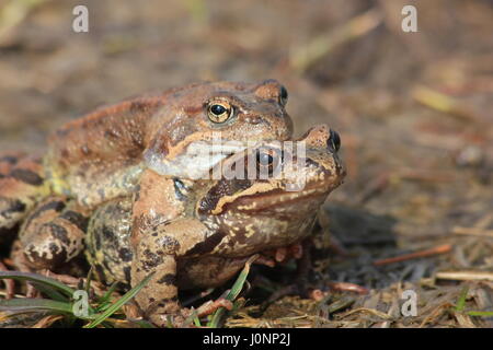 Frösche in Amplexus. Der Grasfrosch (Rana Temporaria), auch bekannt als die Europäische Grasfrosch, Europäische braune Grasfrosch oder europäischen Grasfrosch Stockfoto