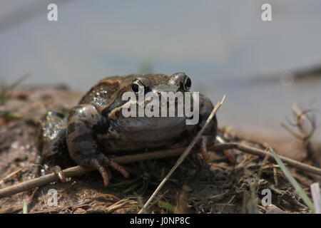 Der Grasfrosch (Rana Temporaria), auch bekannt als die Europäische Grasfrosch, Europäische braune Grasfrosch oder europäischen Grasfrosch Stockfoto