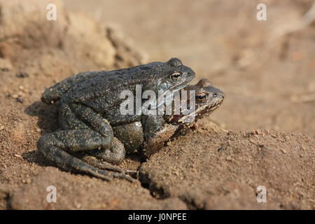 Frösche in Amplexus. Der Grasfrosch (Rana Temporaria), auch bekannt als die Europäische Grasfrosch, Europäische braune Grasfrosch oder europäischen Grasfrosch Stockfoto