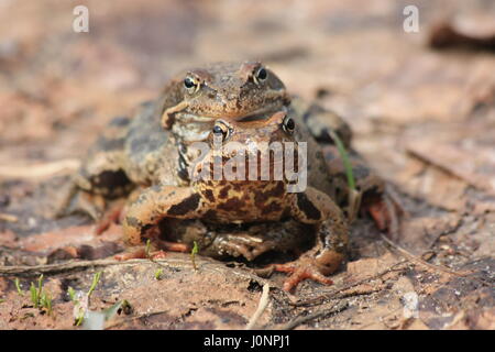 Frösche in Amplexus. Der Grasfrosch (Rana Temporaria), auch bekannt als die Europäische Grasfrosch, Europäische braune Grasfrosch oder europäischen Grasfrosch Stockfoto