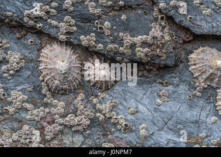 Konische Schalen von gemeinsamen Napfschnecken (Patella Vulgata) - ein foragable Muscheln gefunden um die UK-Küste. Stockfoto