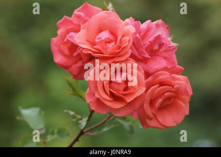 Rosa "City of Leeds" Stockfoto