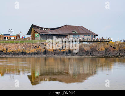 Aussicht auf das Zentrum der schottischen Seevogel, in North Berwick, Schottland, Vereinigtes Königreich Stockfoto