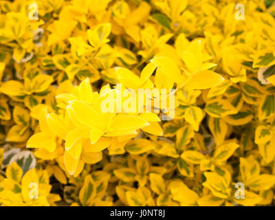Schöne gelbe Blume Busch Strauch in der goldenen Sonne und Glanz im Frühling und Sommer, Leuchten und Leuchten mit Leidenschaft und stolz Stockfoto