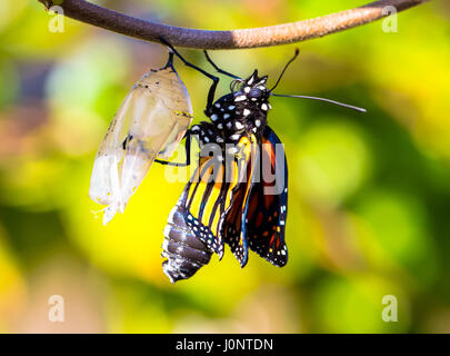Monarch-Schmetterling Chrysalis entstehende Stockfoto
