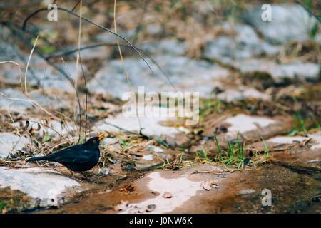 Eine Amsel trinkt Wasser aus einem Bach im Wald. Stockfoto