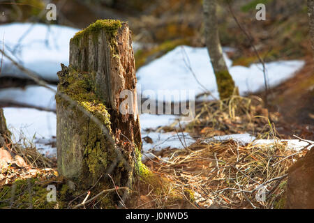 Fuß den Waldboden in den Rocky Mountains Stockfoto