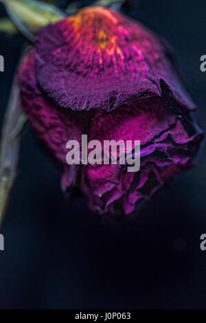 Getrocknete rote Rose Stockfoto