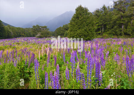 Lupinen blühen in der Nähe von Mirror Lakes im Fiordland Nationalpark, Südinsel, Neuseeland, Januar 2017 Stockfoto