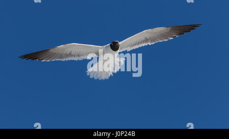 Lachend Gull (Larus Atricilla) fliegen, Clearwater, Florida Stockfoto