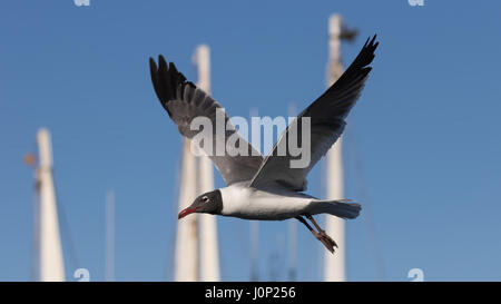 Lachend Gull (Larus Atricilla) fliegen, Clearwater, Florida Stockfoto