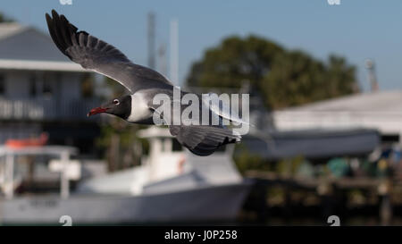 Lachend Gull (Larus Atricilla) fliegen, Clearwater, Florida Stockfoto