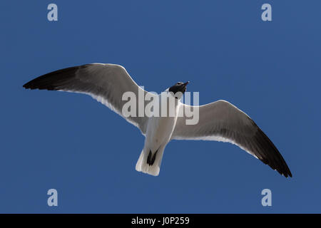 Lachend Gull (Larus Atricilla) fliegen, Clearwater, Florida Stockfoto