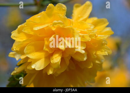 Kerria Japonica: Ein Strauch der Rosenfamilie. Sie hat einsame gelbe und oft doppelte Blüten, die für Schmetterlinge attraktiv sind. Ausgezeichnete blühende Hecke. Stockfoto