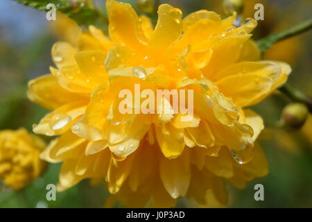 Kerria Japonica: Ein Strauch der Rosenfamilie. Sie hat einsame gelbe und oft doppelte Blüten, die für Schmetterlinge attraktiv sind. Ausgezeichnete blühende Hecke. Stockfoto