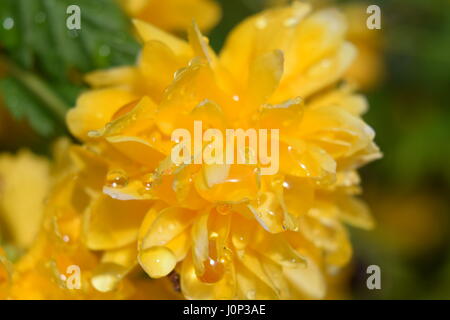 Kerria japonica Close-up nach dem Regen Stockfoto