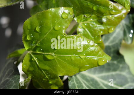 Efeu Bltter mit Tautropfen in der Sonne close-up Stockfotografie - Alamy