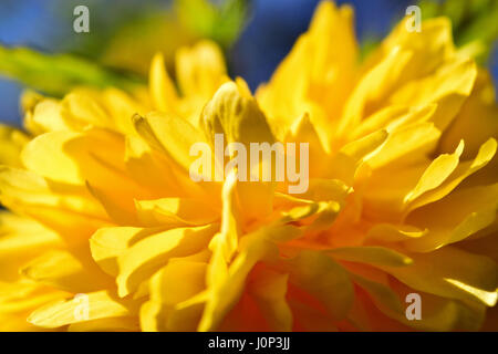 Kerria japonica Spring Time Makro Nahaufnahme Stockfoto