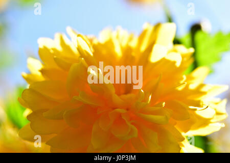 Kerria japonica Spring Time Makro Nahaufnahme Stockfoto