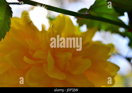 Kerria japonica Spring Time Makro Nahaufnahme Stockfoto