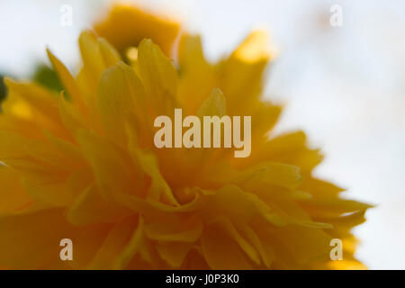 Kerria japonica Spring Time Makro Nahaufnahme Stockfoto