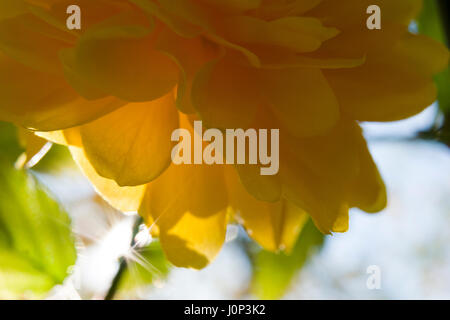 Kerria japonica Spring Time Makro Nahaufnahme Stockfoto